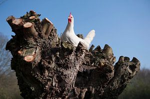 Chicken van Roland de Zeeuw fotografie