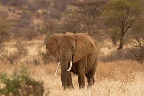 Olifant