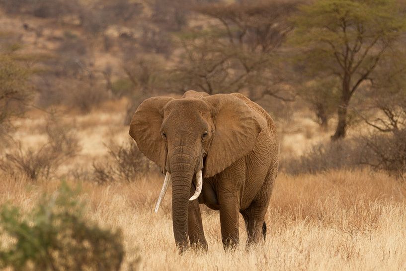 Elefant von Van Renselaar Fotografie