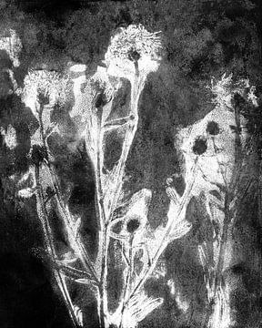 White flowers on black. Natural living. Botanical art. by Dina Dankers
