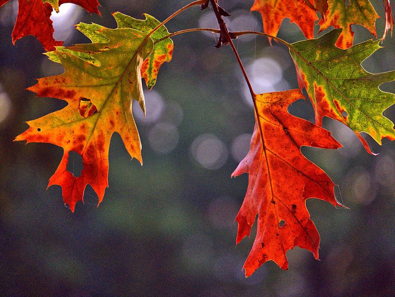 Couleurs des feuilles 4 par Edgar Schermaul