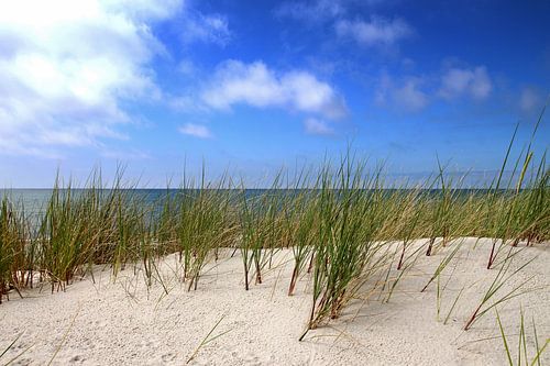 Junge Dünen van Ostsee Bilder