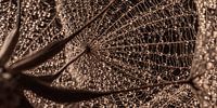Abstract panorama: Druppels op een morgenster (Tragopogon)
