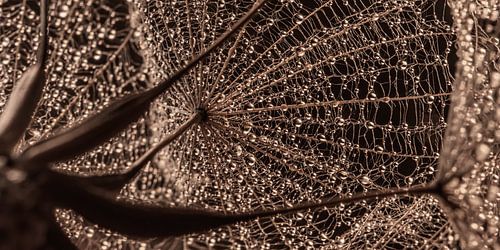 Abstract panorama: Druppels op een morgenster (Tragopogon)