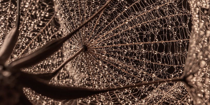 Abstract panorama: Drops on a morning star (Tragopogon) by Marjolijn van den Berg