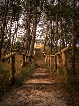 De trap naar boven in het bos van Martijn Tilroe