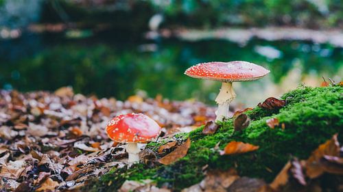 The red and white poisonous toadstool or mushroom called Amanita