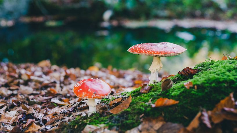 The red and white poisonous toadstool or mushroom called Amanita by Fotografiecor .nl