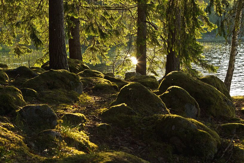 Sunbeam in the forest by Anja B. Schäfer