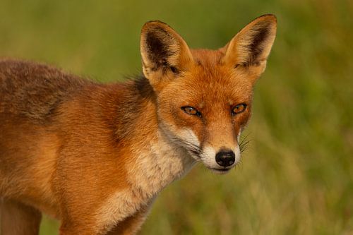 Portrait of a red fox by FatCat Photography
