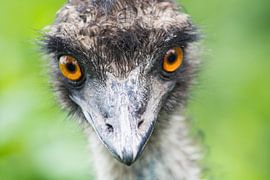 Emu von Foto Pia