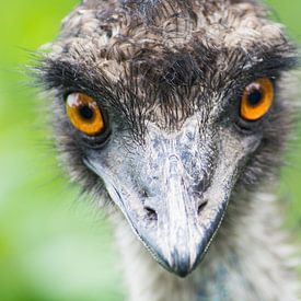 Emu von Foto Pia