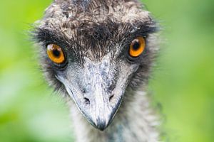 Emu von Foto Pia