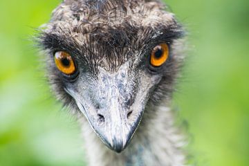 Emu sur Foto Pia