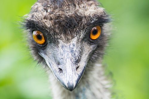 Emu