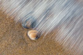 Muscheln in fließendem Wasser von Yanuschka | Fotografie Noordwijk
