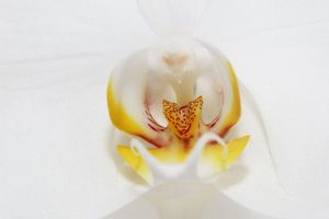 Orchidée sur LHJB Photography