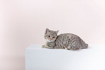 Kitten Bobbie van Janine Bekker Photography