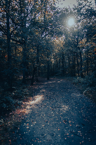 Zonnige Herfstdag in het Bos