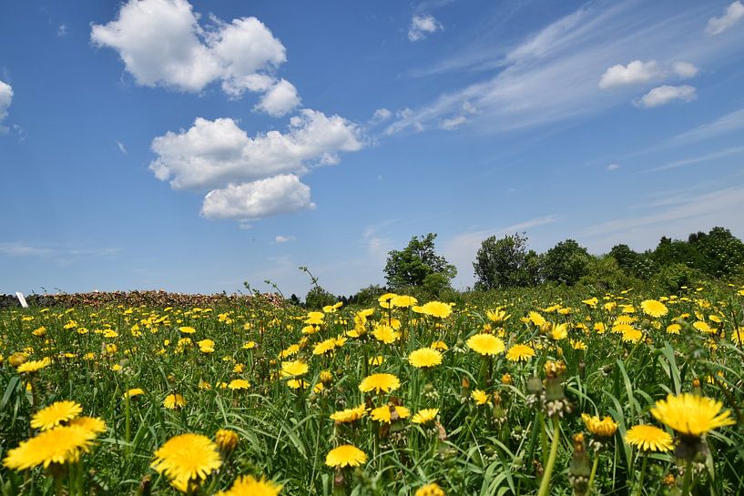 A field of flowers in spring by Claude Laprise