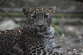 junger srilankischer Panther