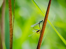 Dragonflies by Anouk van der Schot