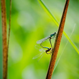 Dragonflies by Anouk van der Schot