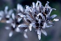 silver blue mood