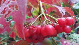 Bessen rood sur Bieszlook MarionBieszke