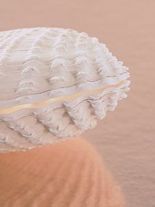 Pink sandy beach: De schuine pastelkleurige schelp