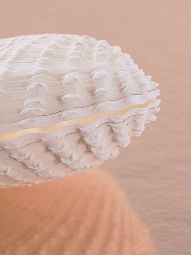 Pink sandy beach: The angled pastel shell by Marjolijn van den Berg