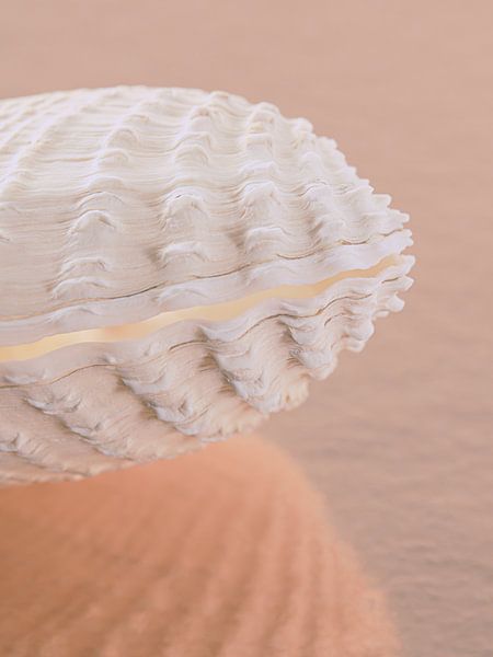 Pink sandy beach: The angled pastel shell by Marjolijn van den Berg
