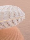 Pink sandy beach: The angled pastel shell by Marjolijn van den Berg thumbnail