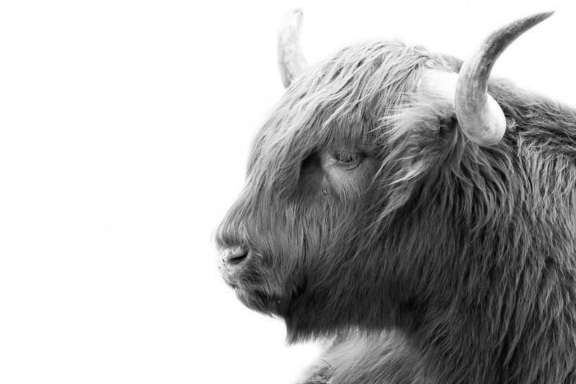 Scottish Highlander by Karel Ton
