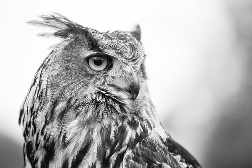 Uil in zwart wit