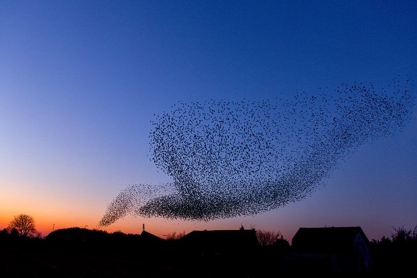 The Starling Dance by Wilma  Wijers Smeets