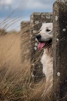 Golden retriever en service