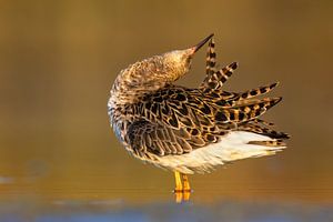Kampfläufer, Philomachus pugnax