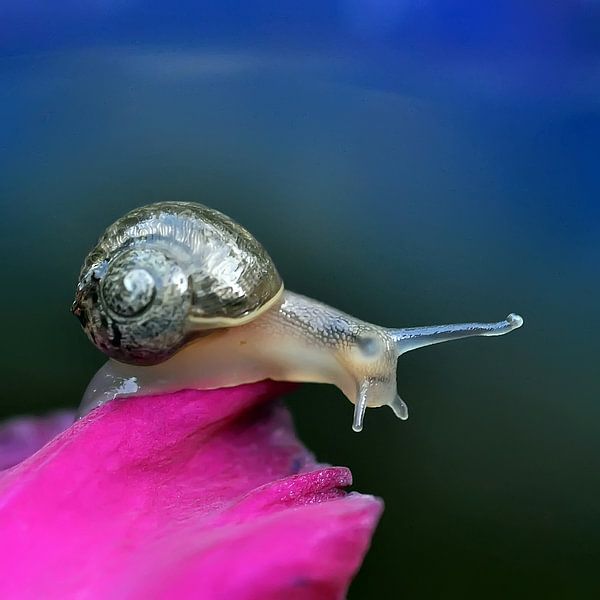 Snail by Anja Jooren