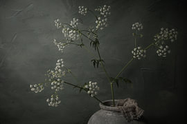 Ewig Blühendes Wiesenkerbel von Mayra Fotografie