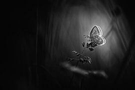 Amazing Beauty van Bob Daalder