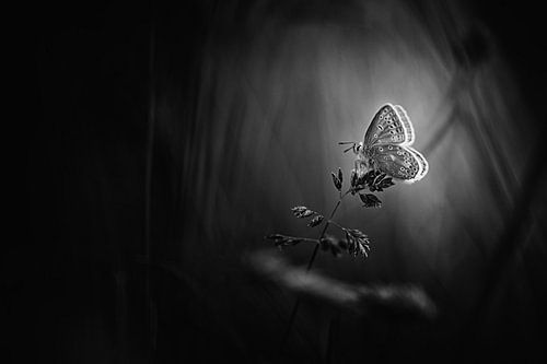 Amazing Beauty sur Bob Daalder