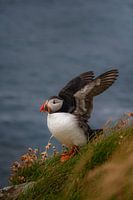 Portrait of a puffin among flowers on Lunga, Scotland, with spread birds