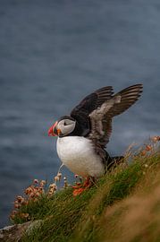 Porträt eines Papageientauchers zwischen Blumen auf Lunga, Schottland, mit ausgebreiteten Vögeln von Kirsten - Where She Goes