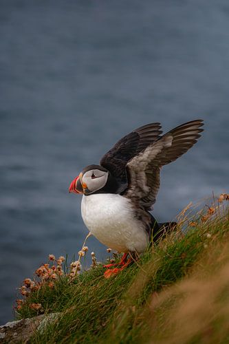 Portret van een papegaaiduiker tussen de bloemetjes op Lunga, Schotland, met gespreide vogels