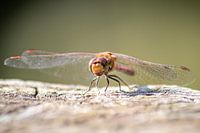 L'alouette lulu - l'élégante reine des airs
