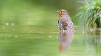 robin