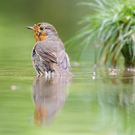 roodborst van Ria Bloemendaal