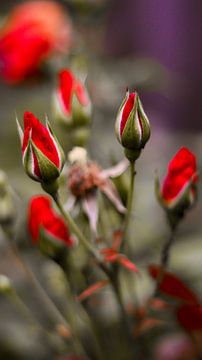 Rode rozen van AciPhotography