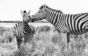 Twee zebra's, moeder met jong in Etosha, Namibië van Rietje Bulthuis